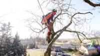 Carolina Tree Removal Pros of Morrisville image 4